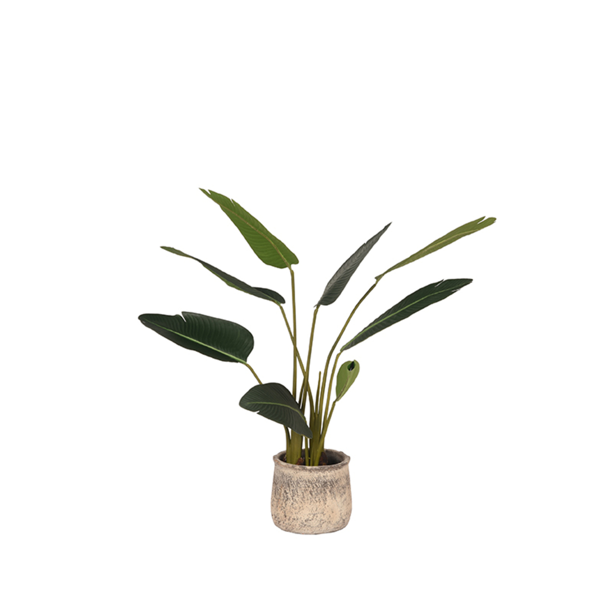 Decoratie Strelitzia Groen - Kunststof - LABEL51